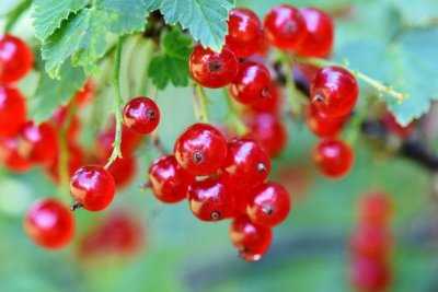 Proper Pruning for White Currant Plants