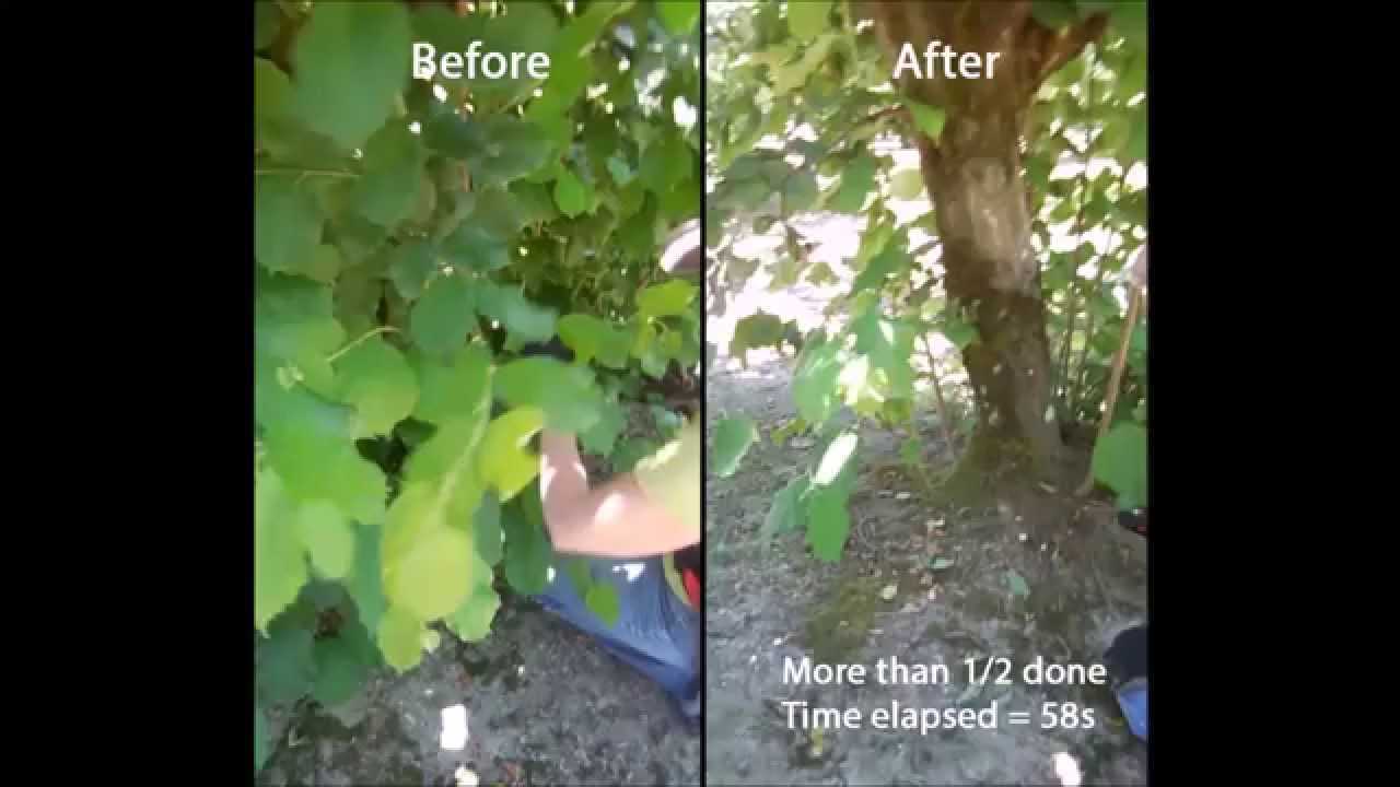 4. How much should I prune my hazelnut trees?