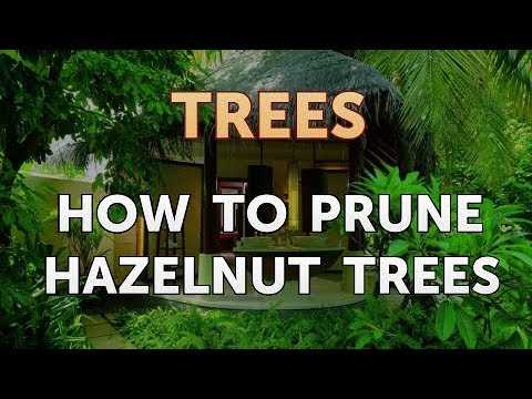 how to prune hazelnut shaping the bush for abund jfvshkez
