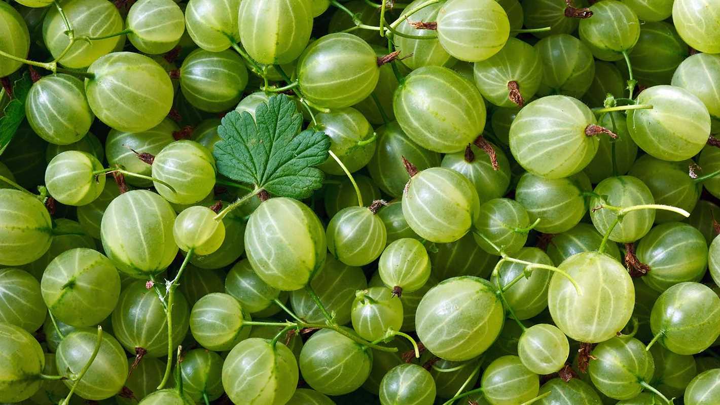 Step 7: Shaping the Gooseberry Bush