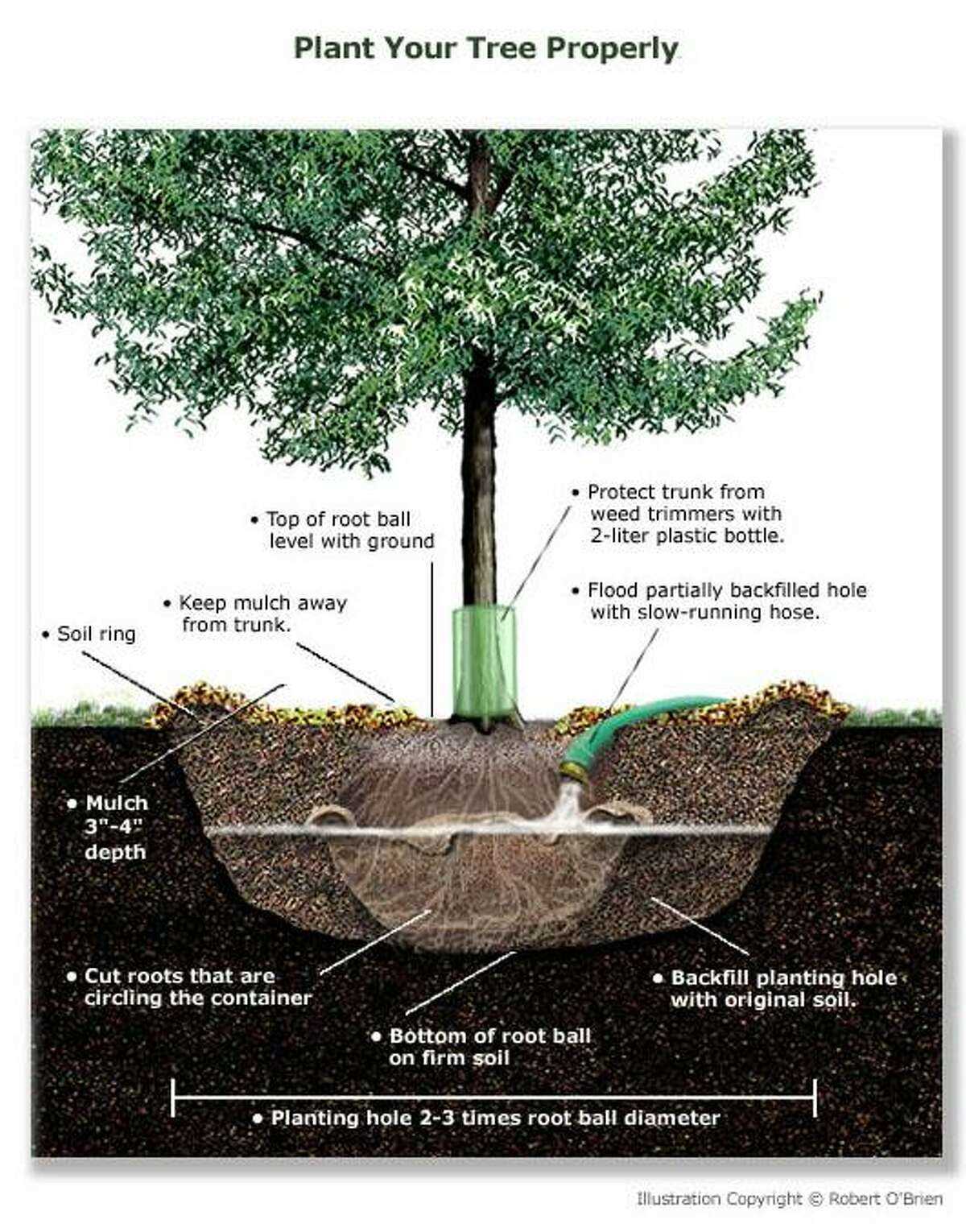 3. Pruning and Trimming