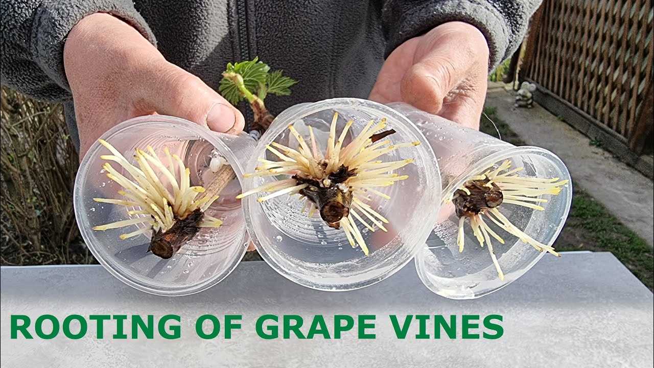 How to Root Grape Cuttings in Water: Do You Need a Growth Stimulant?