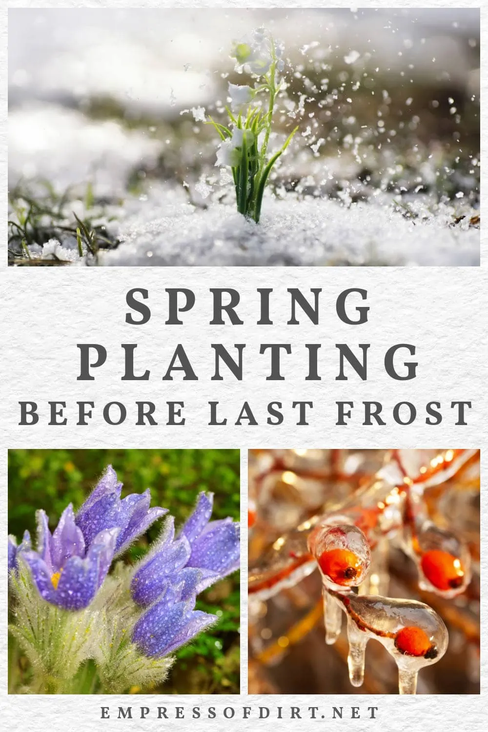 how to save seedlings until spring if you did not