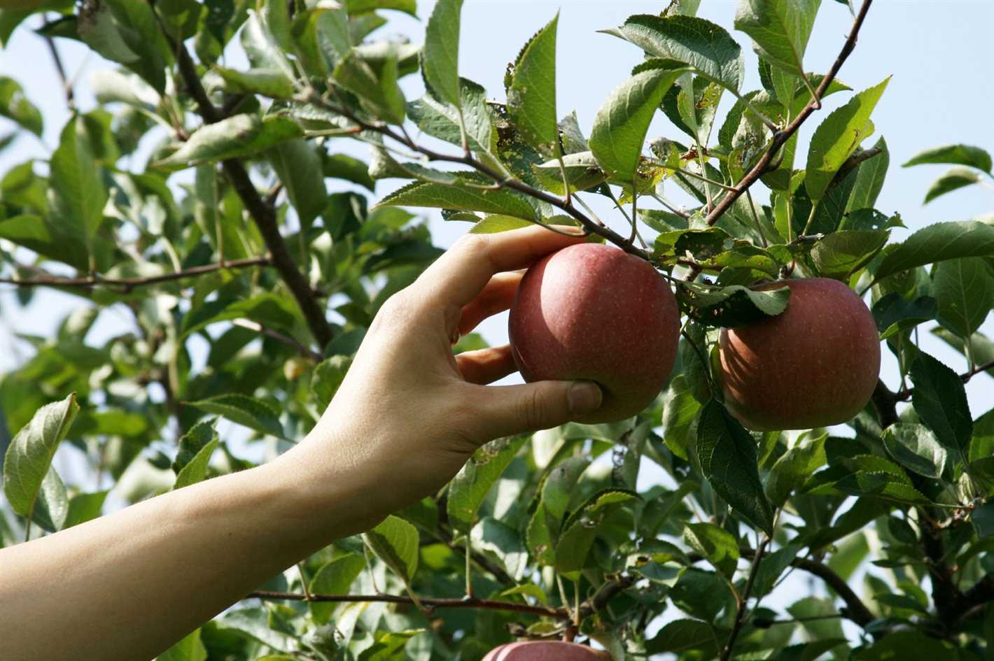 Pruning and Training: Techniques for Preventing Fruit Drop