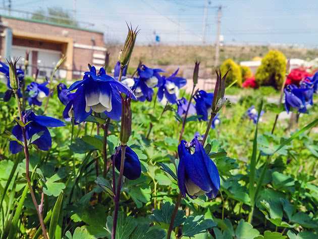 Protect Your Aquilegia Seedlings from Pests and Diseases