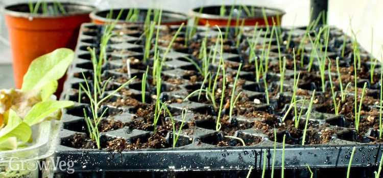 Transplanting the seedlings