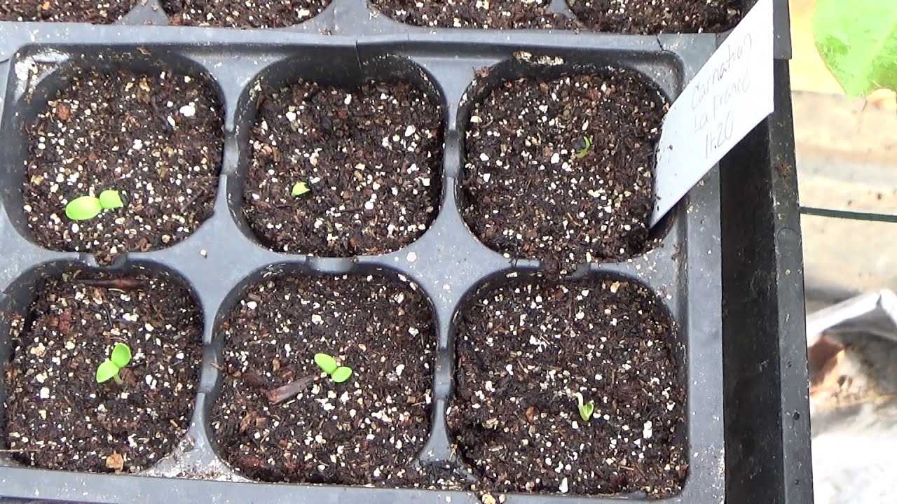 How to Sow Carnation Seedlings