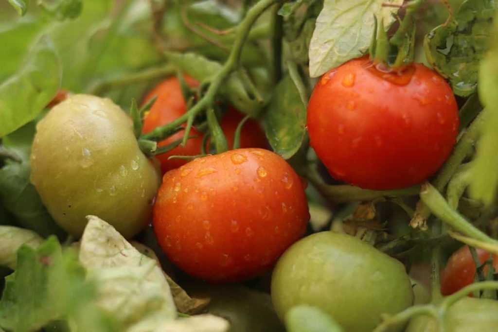 When and How to Apply Boron Treatment to Tomatoes