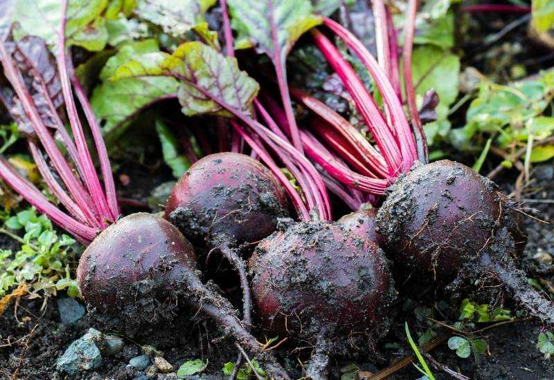 Storing Beetroot in the Refrigerator: