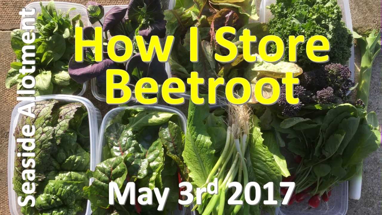 Properly storing beetroot greens: