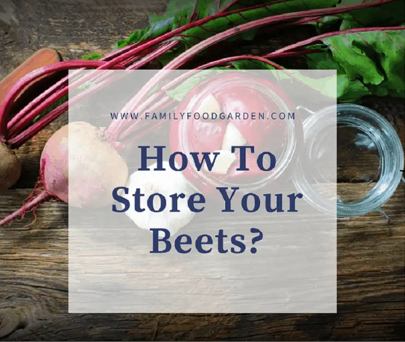 Storing cooked beetroot: