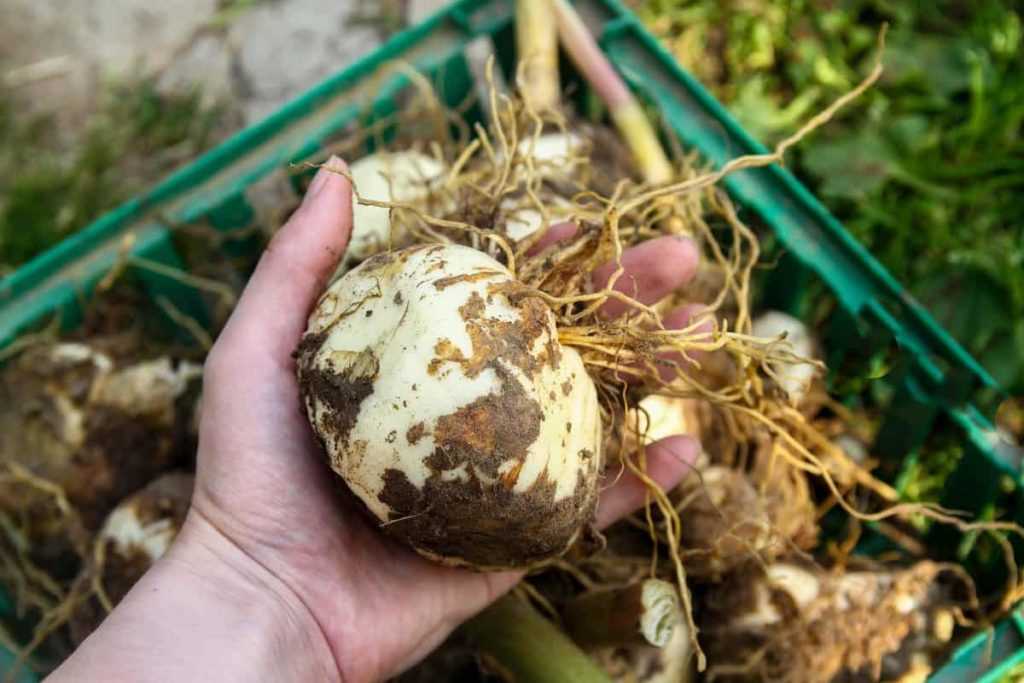 Replanting Stored Bulbs in Spring