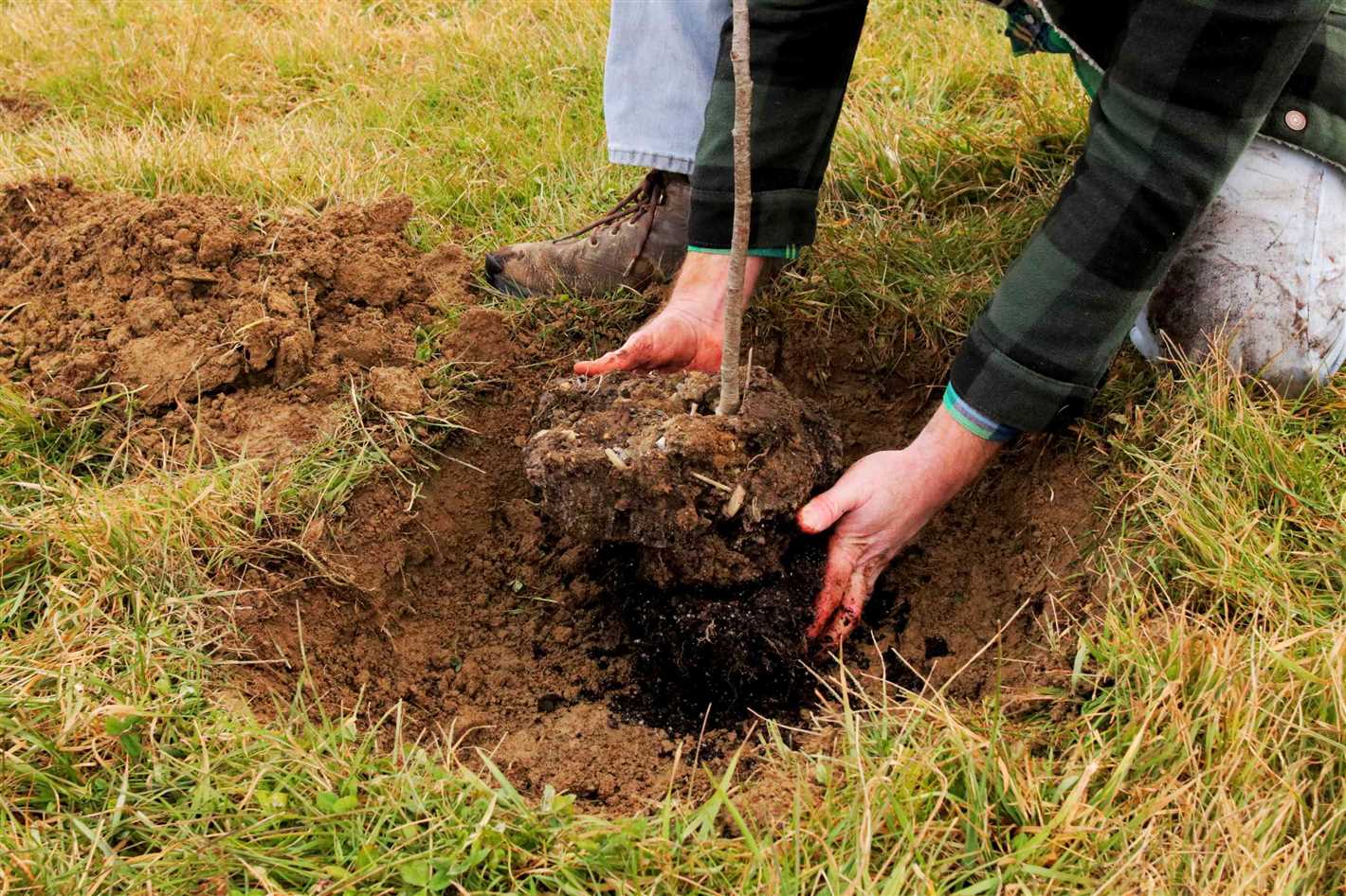 Carefully Remove the Plant from its Current Environment