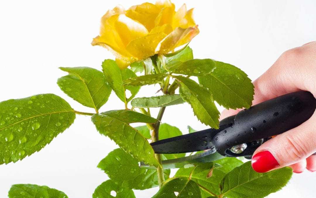 3. Pruning Saw