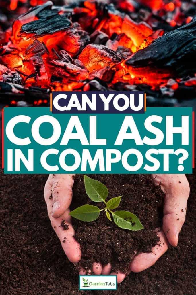 Frequently Asked Questions about Using Ash in the Garden and Vegetable Garden