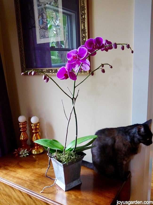 Troubleshooting common watering issues for orchids