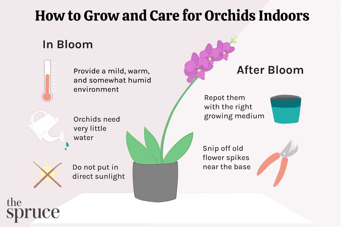 Signs of overwatering and underwatering in orchids