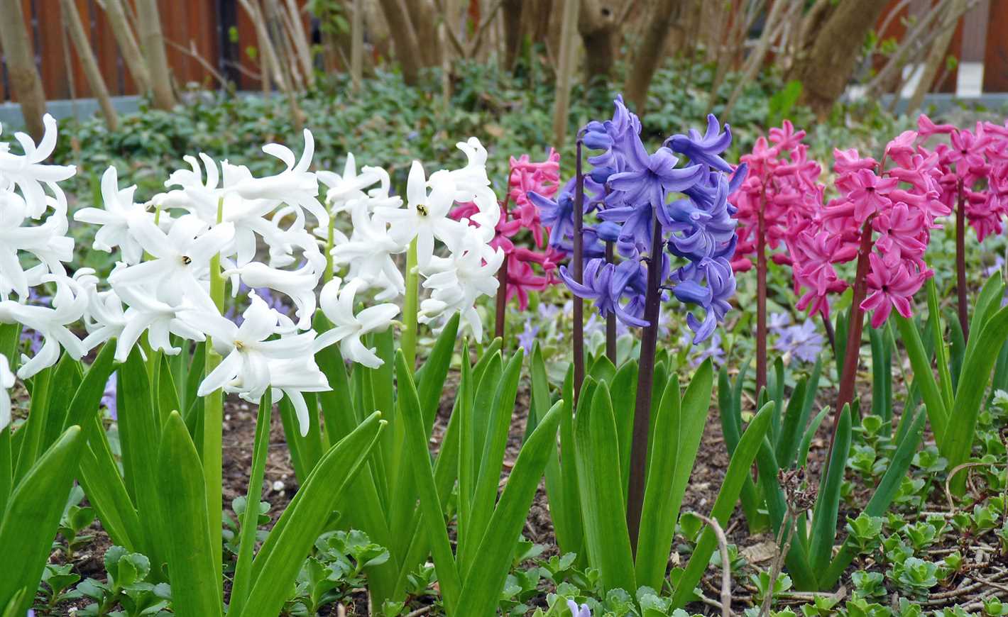 hyacinths growing in the garden types and varietie vel0lq14