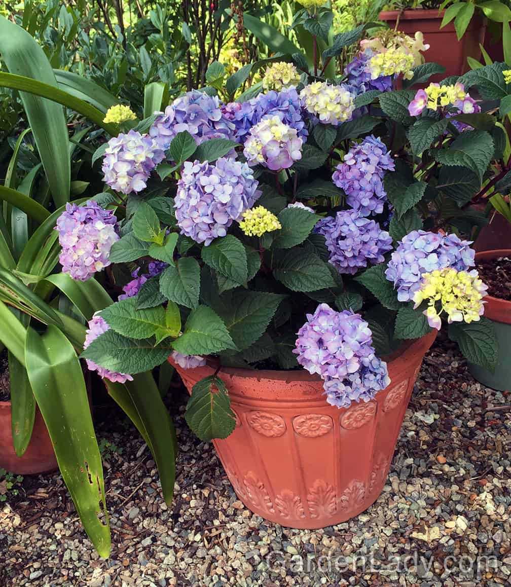 Importance of Wintering for Hydrangea Large-Leaved in a Container