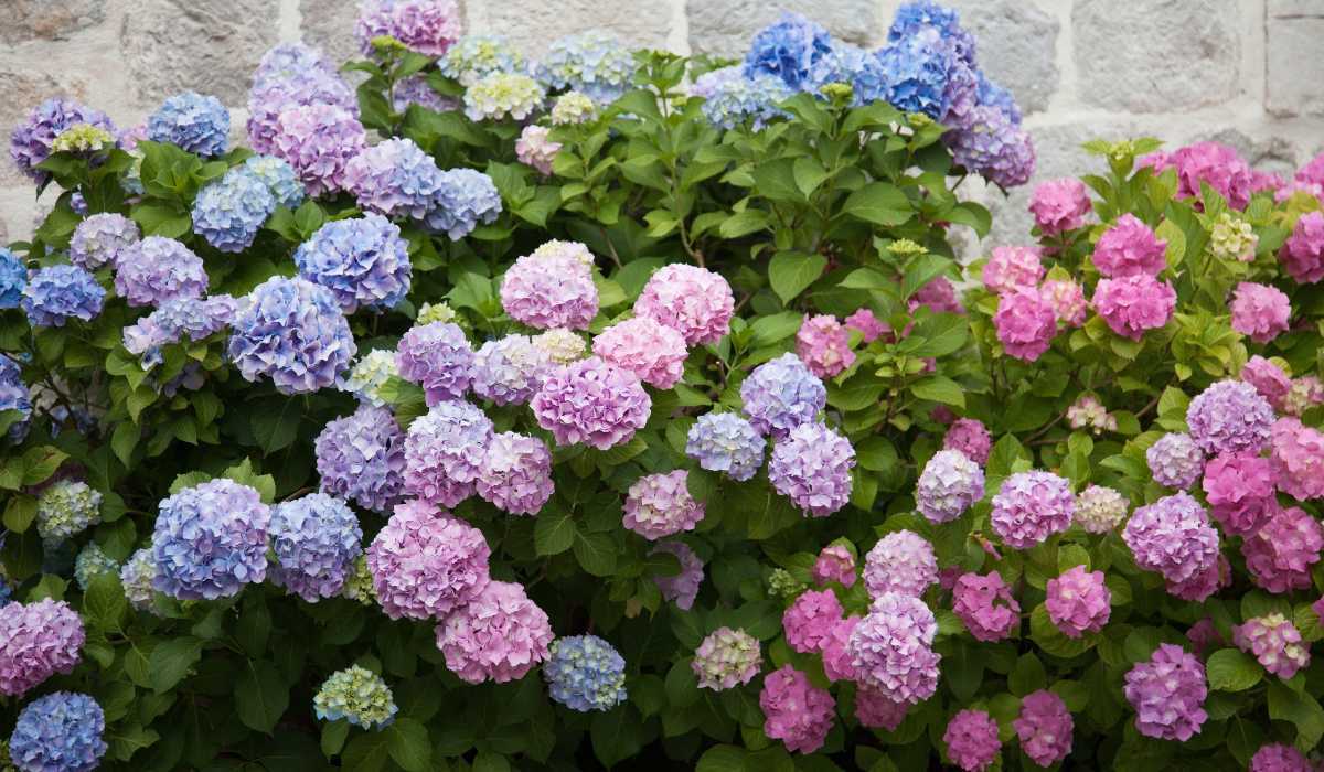 Hydrangea Mellifera: Planting, Care, Description of Varieties [Website Name]