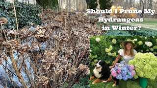 5. Climbing Hydrangeas (Hydrangea anomala petiolaris)