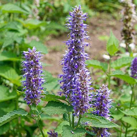 Fertilizing Hyssop