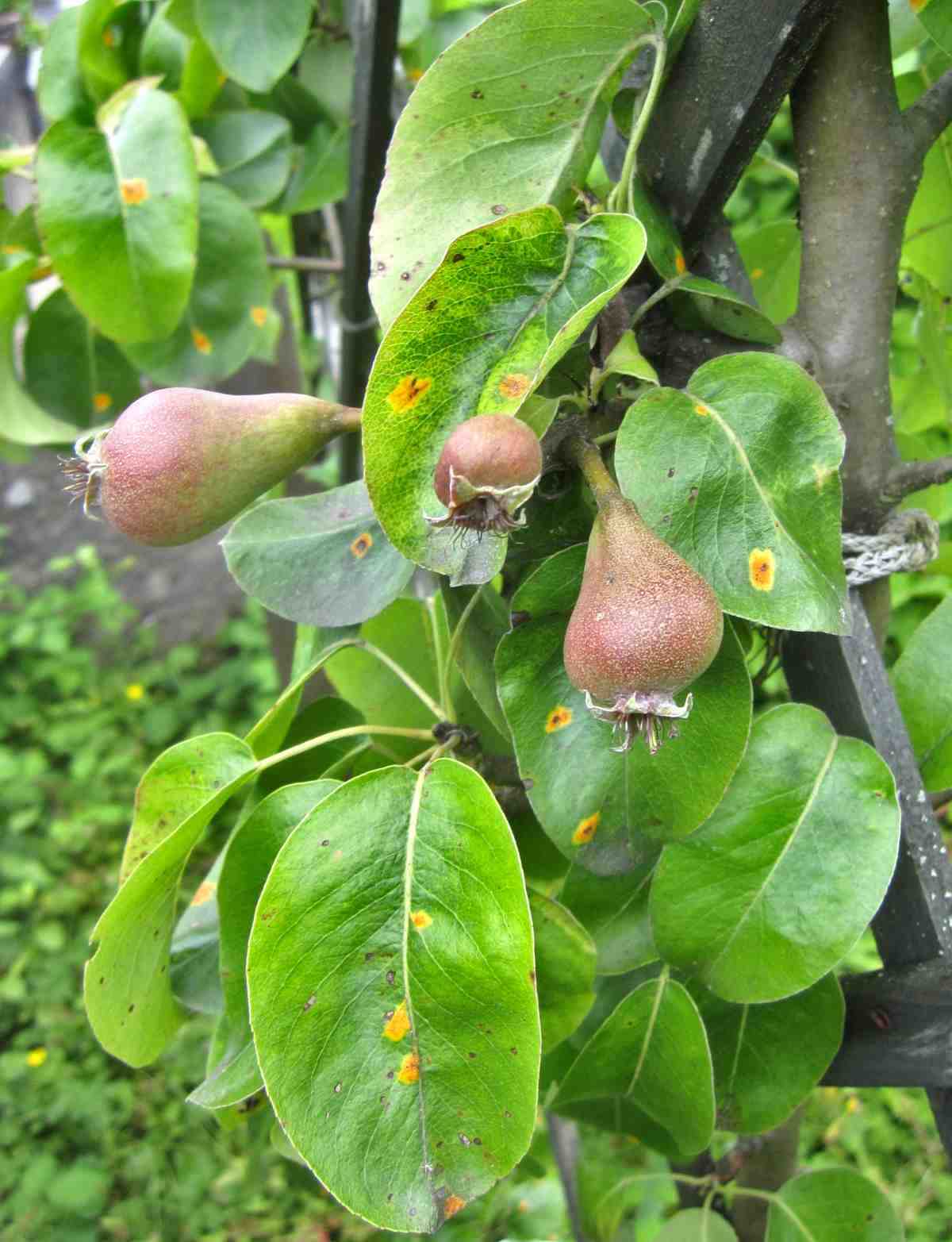 6. Pruning After Fruit Harvest