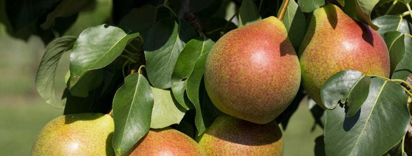 Choosing the Right Variety of Pears for Rowan Trees