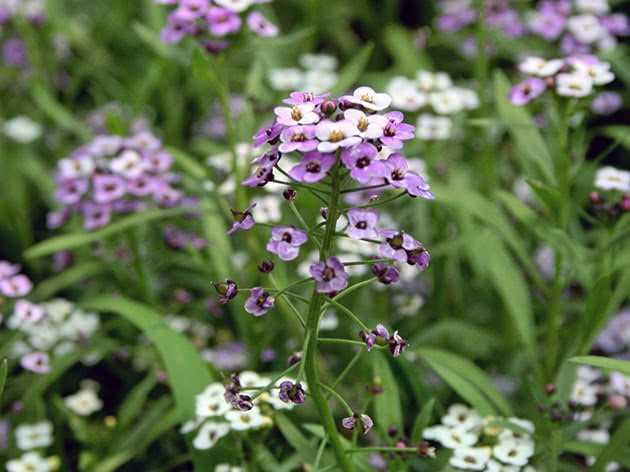 important feeding of alyssum in early april what k8ti2k5j