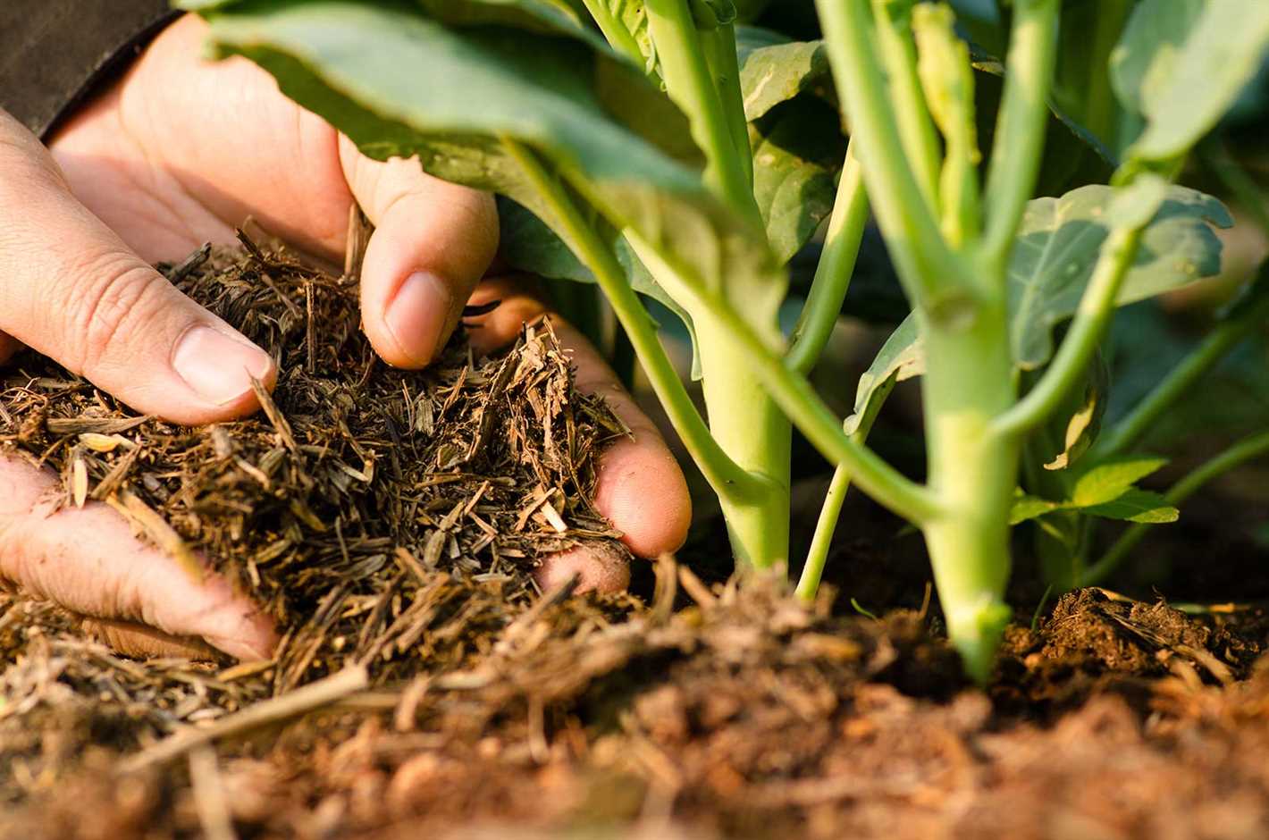 4. Adding Nutrients to the Soil