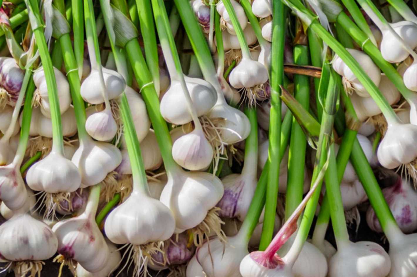 6. Curing the bulbs: