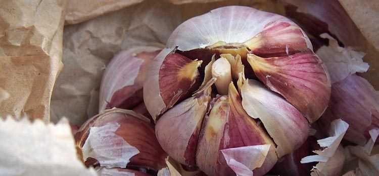 Tips for increasing the size of garlic