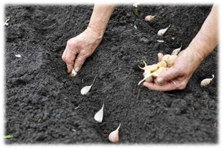 2. Gently loosen the soil: