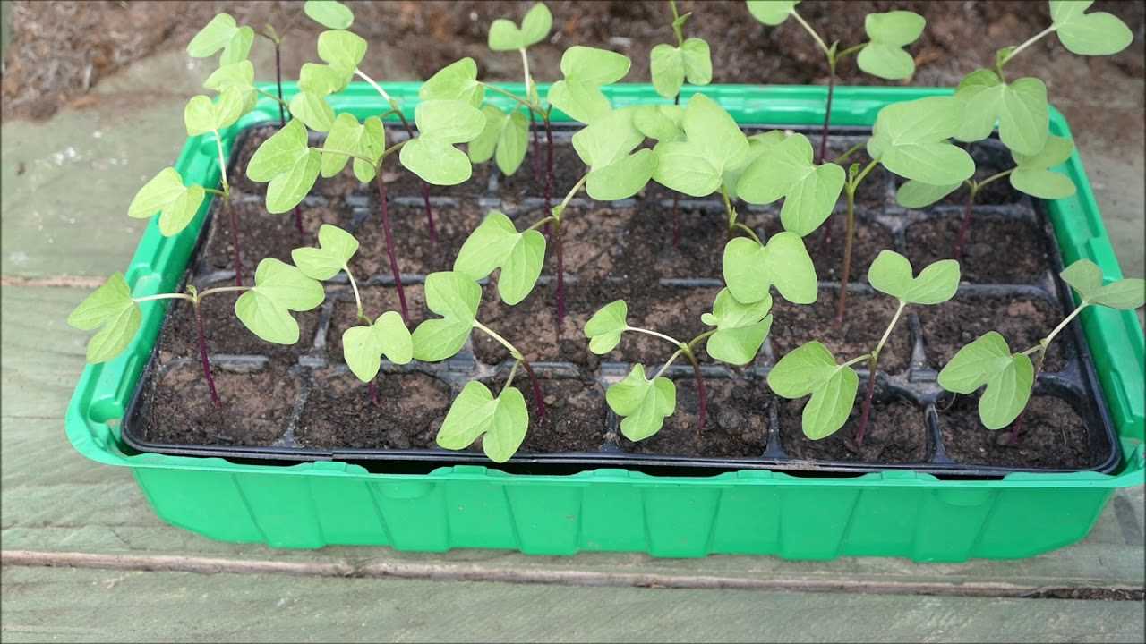 Common Mistakes to Avoid When Growing Ipomea from Seeds