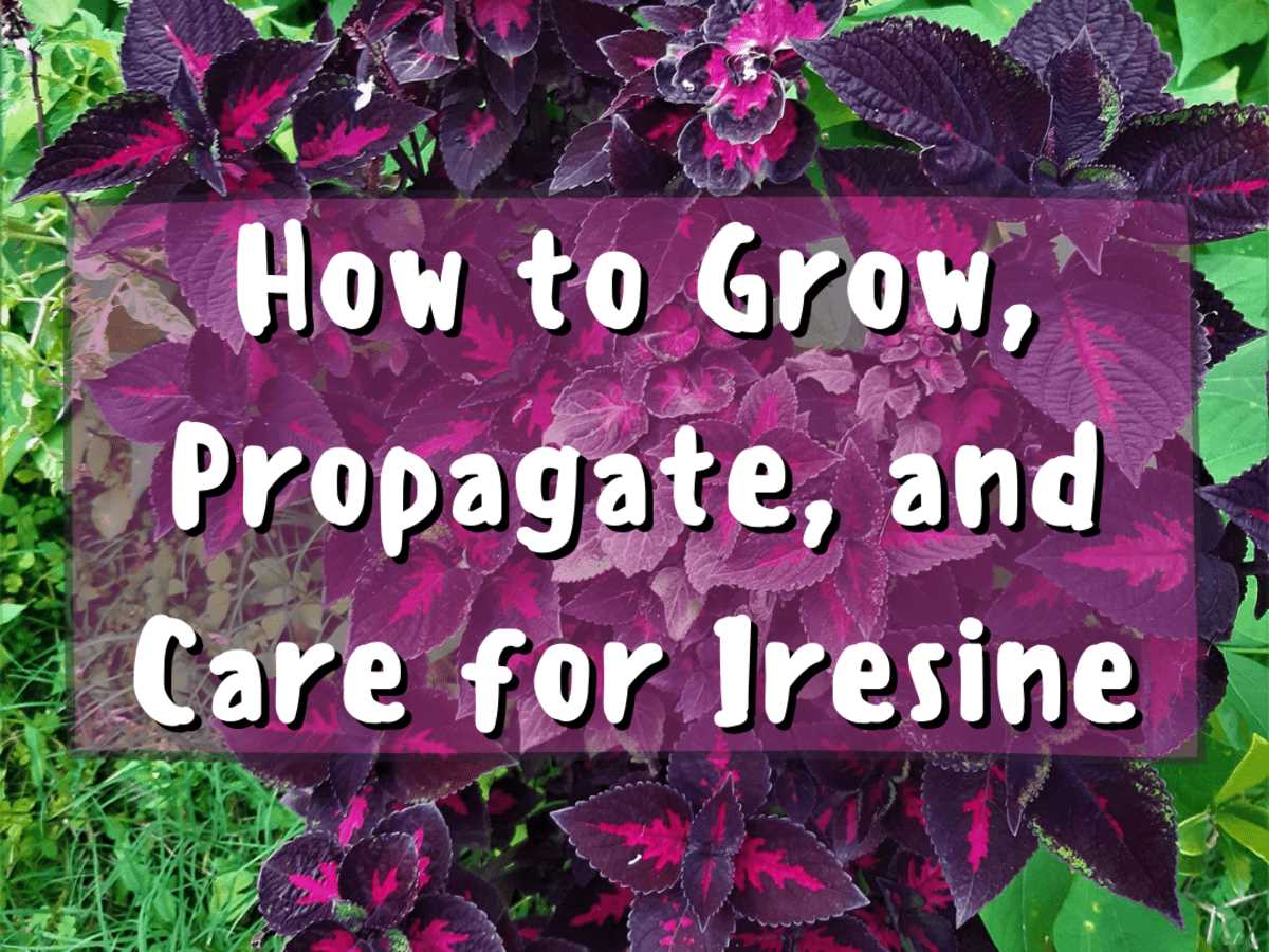 Potting and Soil Requirements for Iresine