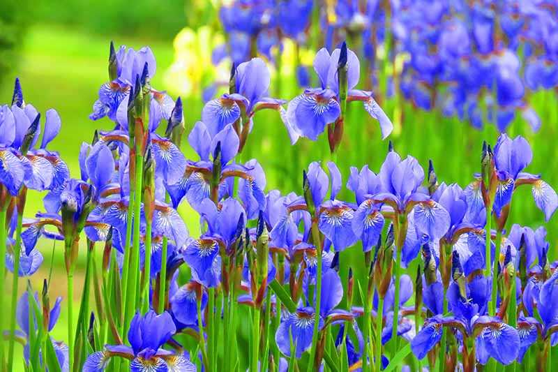 4. Dutch Irises