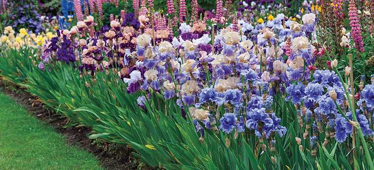 2. Siberian Irises