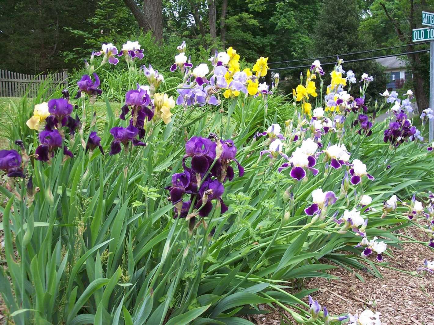 4. Louisiana Irises