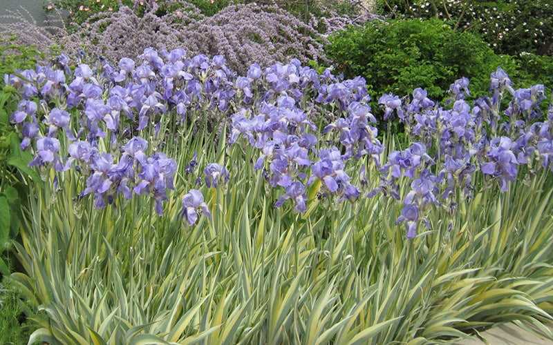 3. Japanese Irises