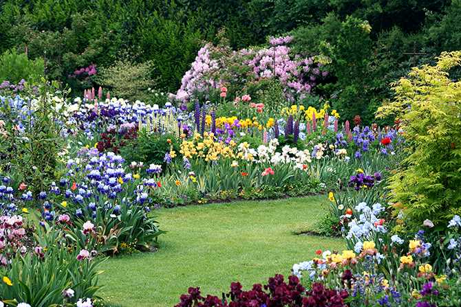 Tips for Successfully Planting and Transplanting Irises