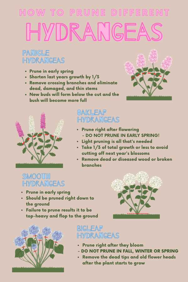 Benefits of Pruning Panicle Hydrangea