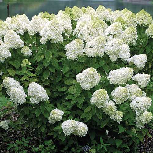 is it necessary to cut back the panicle hydrangea ozmh1qp8