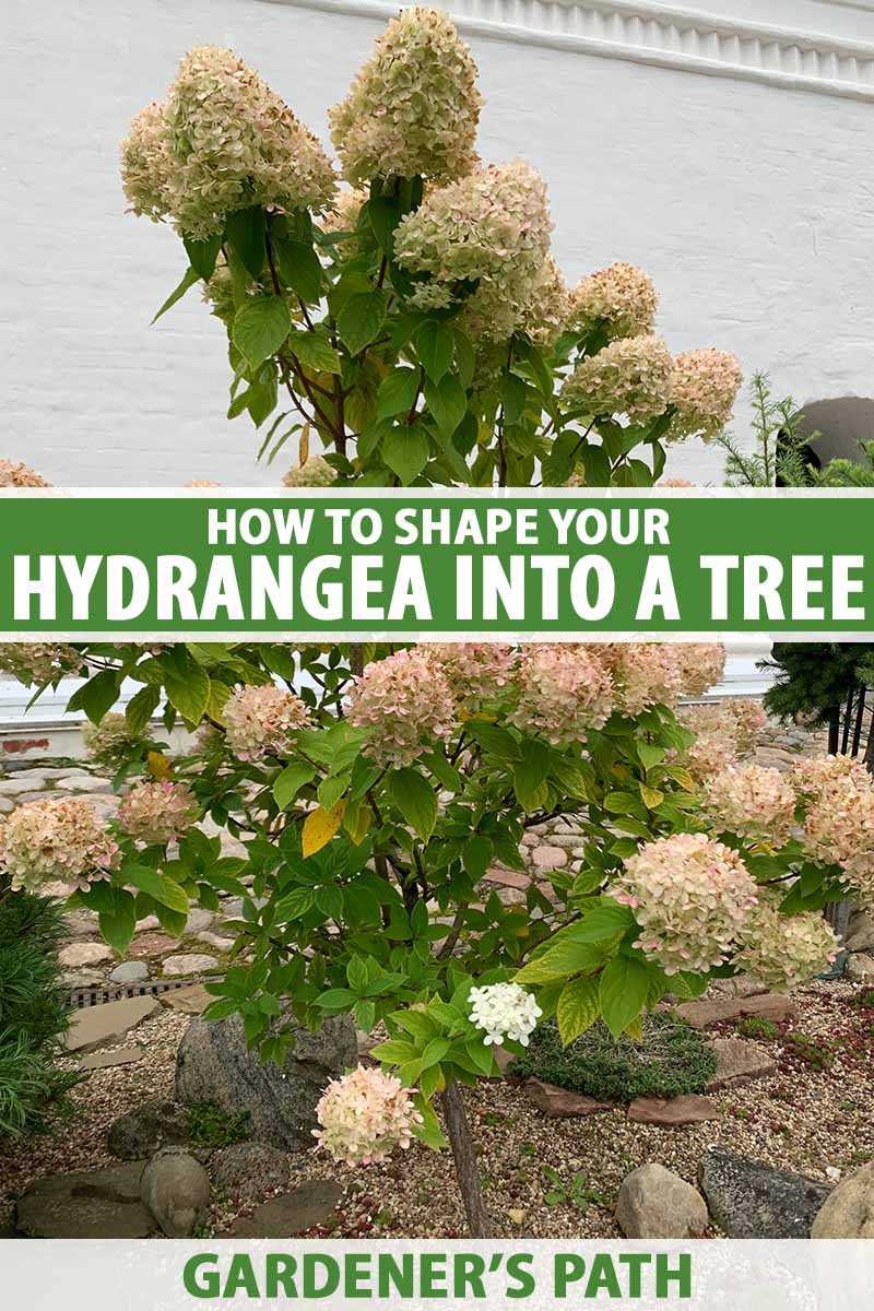 Factors to Consider when Pruning Panicle Hydrangea