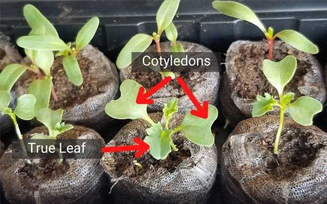 Final Thoughts on Watering Seedlings Before Fertilizing