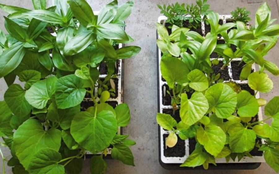 Benefits of Watering Seedlings Before Fertilizing