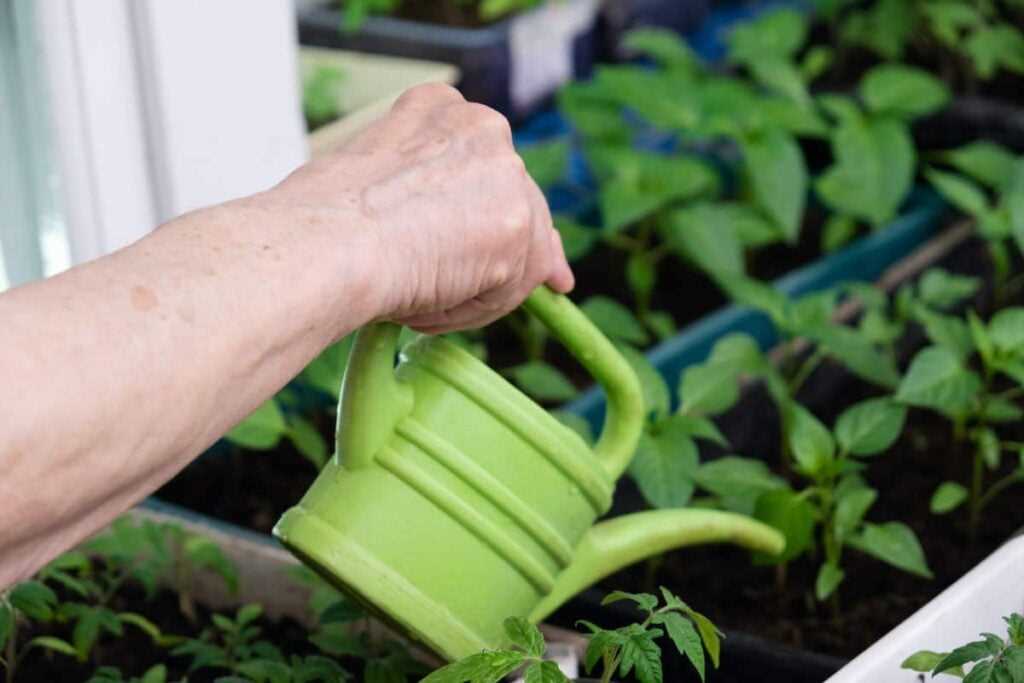 Proper Watering for Seedlings