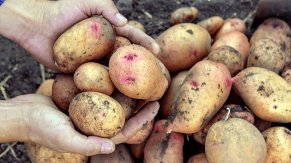 Investment required for purchasing potatoes: