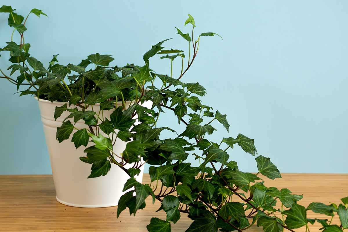 Persian Ivy (Hedera Colchica 'Dentata')