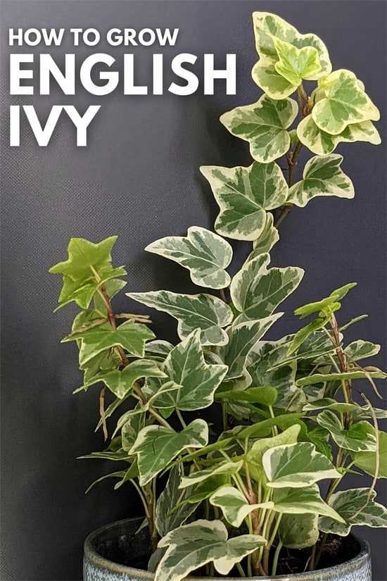 English Ivy (Hedera Helix)