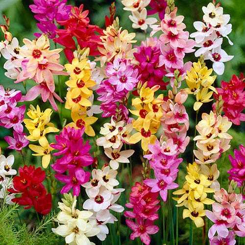 Ixia: cultivation and care, types and varieties